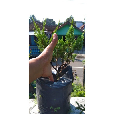 Cemara Sargenti Itoigawa