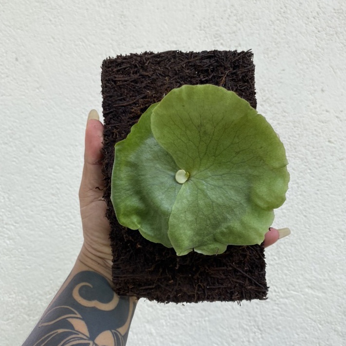 PLATYCERIUM GRANDE FILIPINA