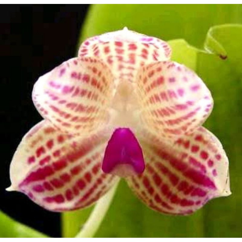 phalaenopsis javanica