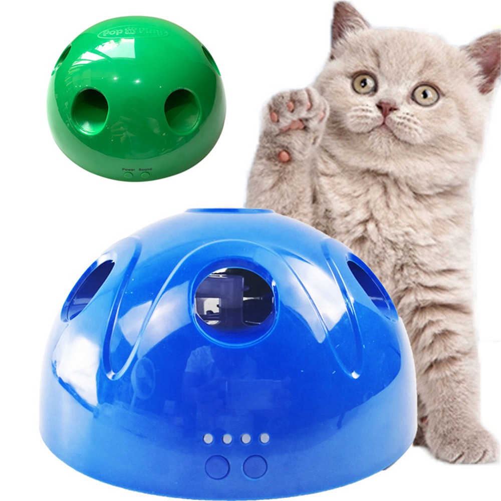 Gambar Hewan Peliharaan Kucing 