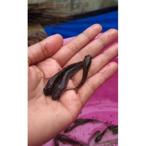 jual bibit ikan gabus 50 ekor