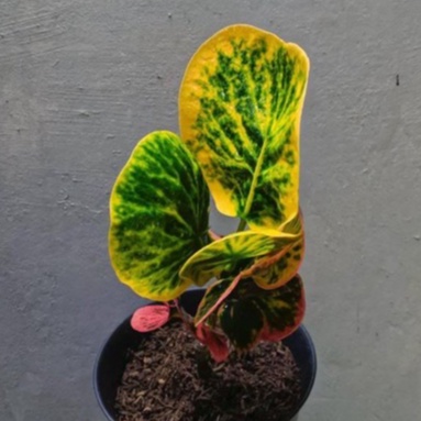 tanaman bunga puring apel rehana