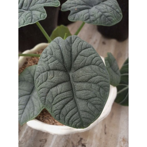 Alokasia rino skin ( melo badak )