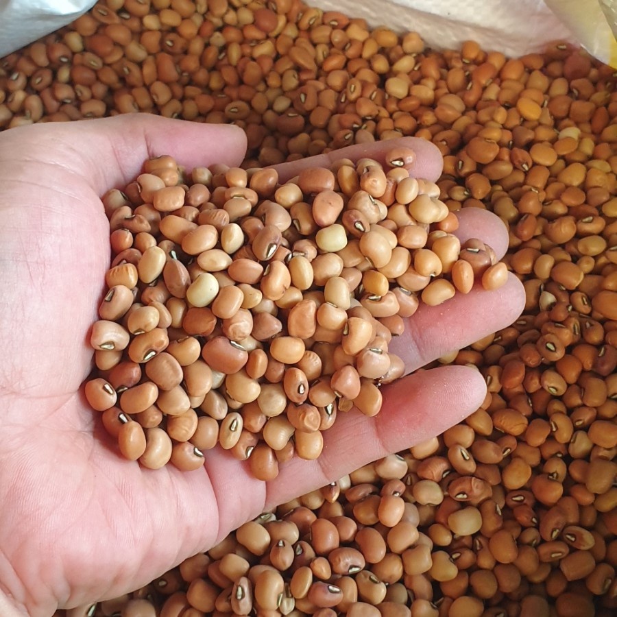 

Kacang tolo import/kacang tunggak 250gram.