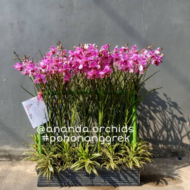 (isi 16) Paket Vanda Douglas Spike / Knop