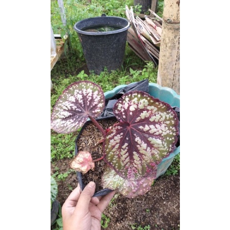 begonia campur warna, begonia garis bintang, begonia murah, begonia rimbun, begonia catik, begonia u