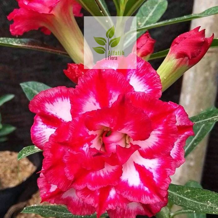 

bibit adenium bunga tumpuk kemboja jepang soft style asahan
