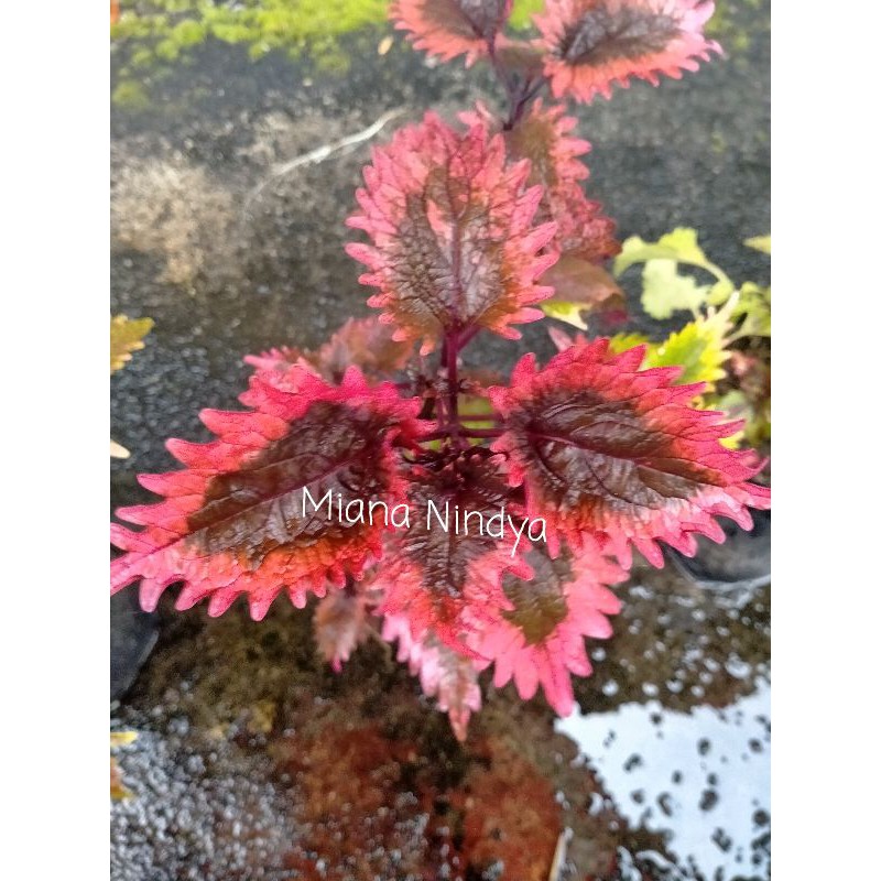 Miana Premium/miana Dendeng Balado