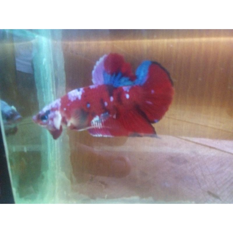 cupang red koi galaxy