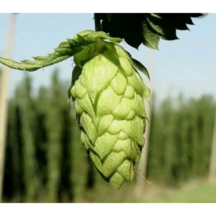 

Imatton Bittering Aroma Yakima Chef hops CENTENNIAL T90 beer 500 Gr