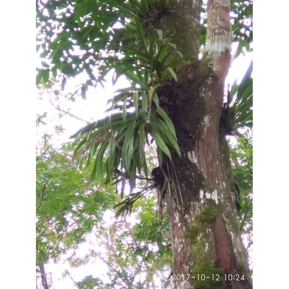 

KADAKA 1 RUMPUN TANAMAN HIAS ANGGREK HUTAN zs