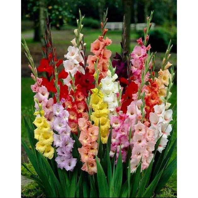 UMBI GLADIOL