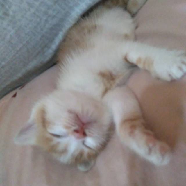 atikitty04