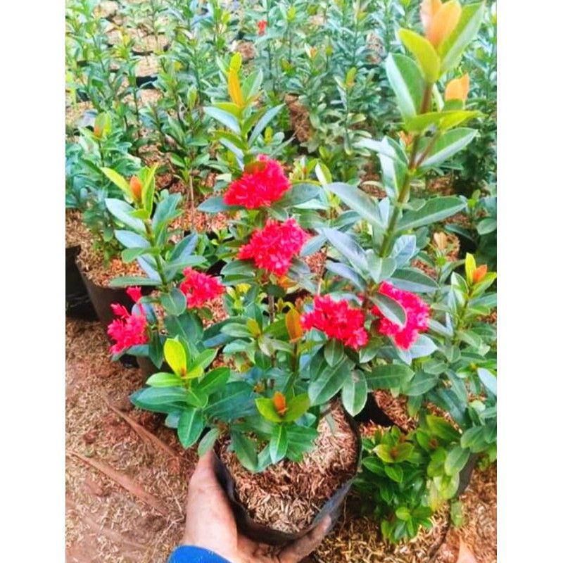 Tanaman bunga asoka india pohon soka india bunga merah