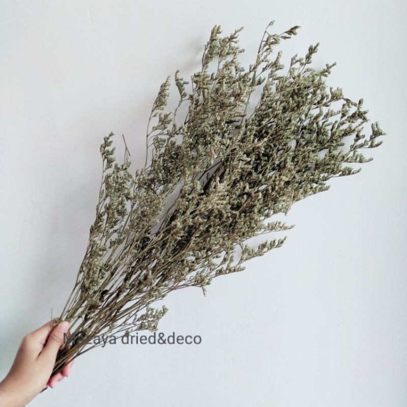 Dried Flower Caspea/Lovergrass Natural Asli Bunga Kering Hisan Bunga Kering Asli murah Dry Import