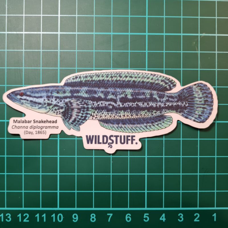 

STICKER MALABAR SNAKEHEADS CHANNA DIPLOGRAMMA