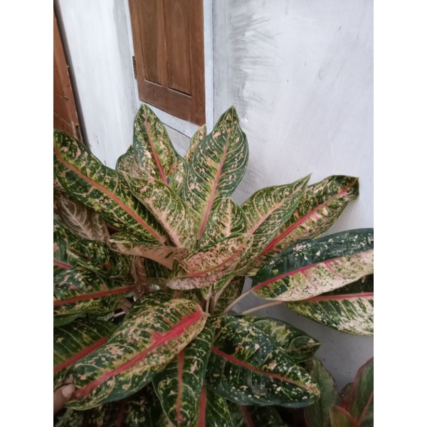 aglonema Dona carmen mutasi promo murah