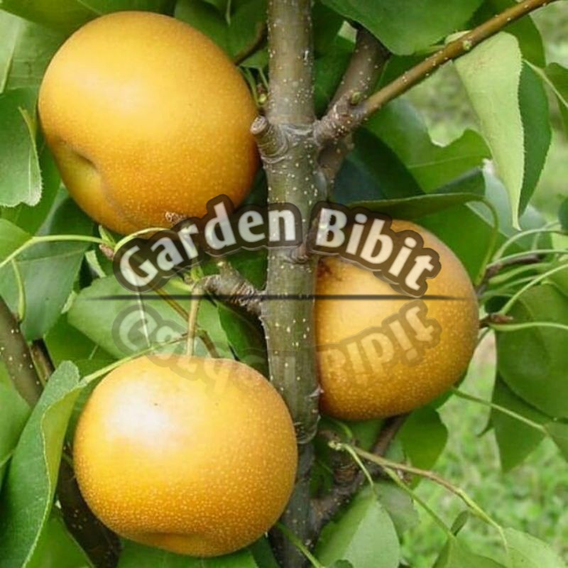 bibit pir golden tanaman buah pir golden pohon buah pir golden