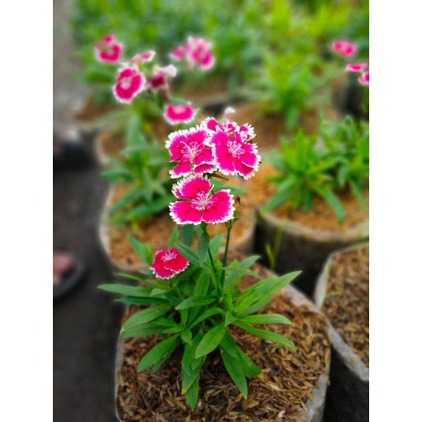 Tanaman Hias Anyelir