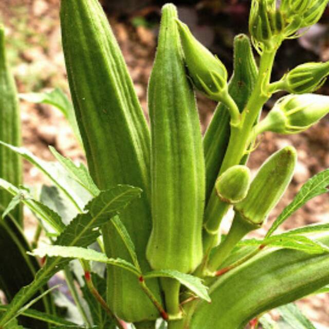 Benih okra hijau