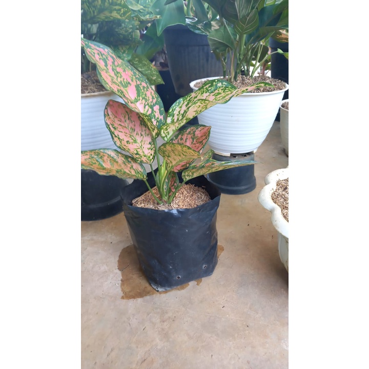 AGLONEMA RUBY DINAMIT/RUBI DINAMIQ