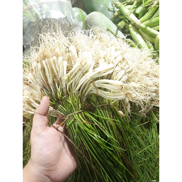 

Bawang Batak / Lokio / Bawang Rambut segar 1ikat