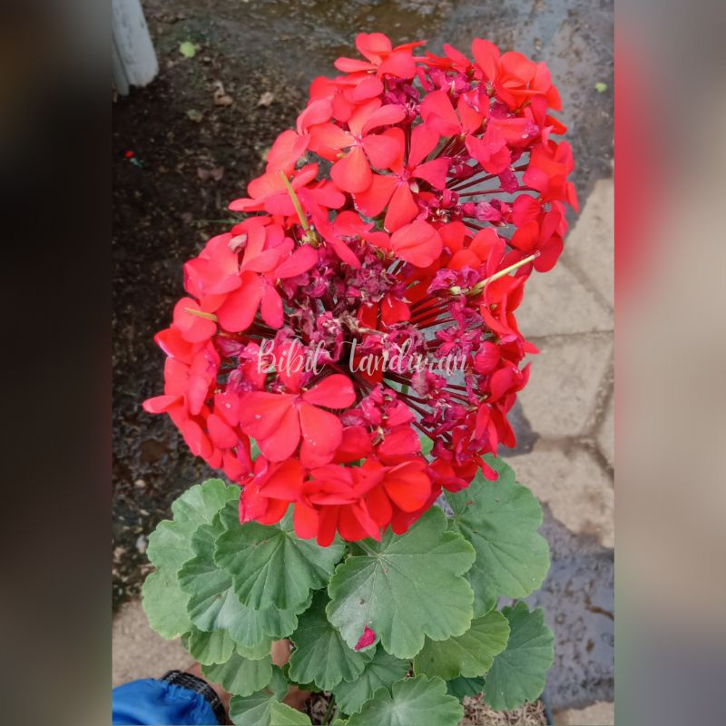 Tanaman Hias Geranium Merah/Bunga Geranium Merah/Geranium Murah dan Cantik