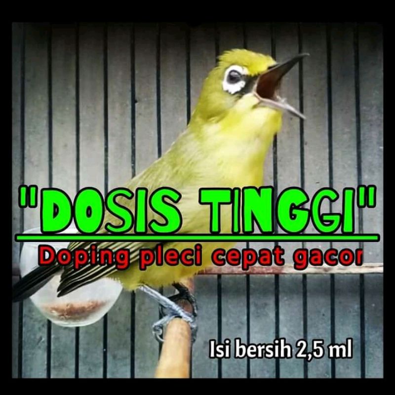 DOSIS TINGGI DOPING PLECI CEPAT GACOR