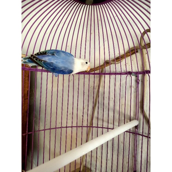 Burung lovebird/LB/lakbet jenis BIOLA VIOLET mandiri/dewasa