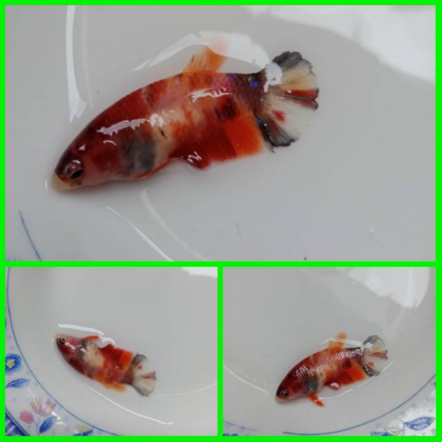 Cupang betina nemo#25