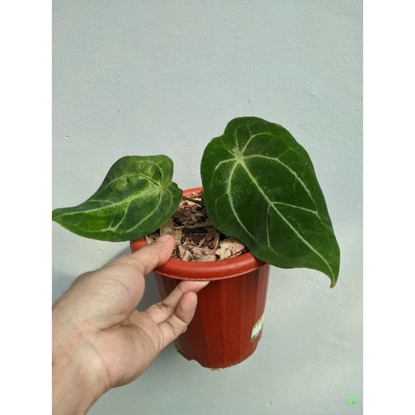 Anthurium Forgetii Hybrid/ Kuping Gajah Buta