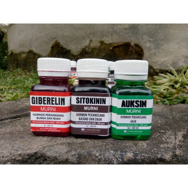 AUKSIN, GIBERELIN, SITOKININ ZAT PENGATUR TUMBUHAN