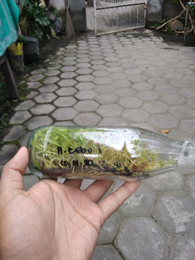 Tanaman Anggrek Botol Tebu Isi 30