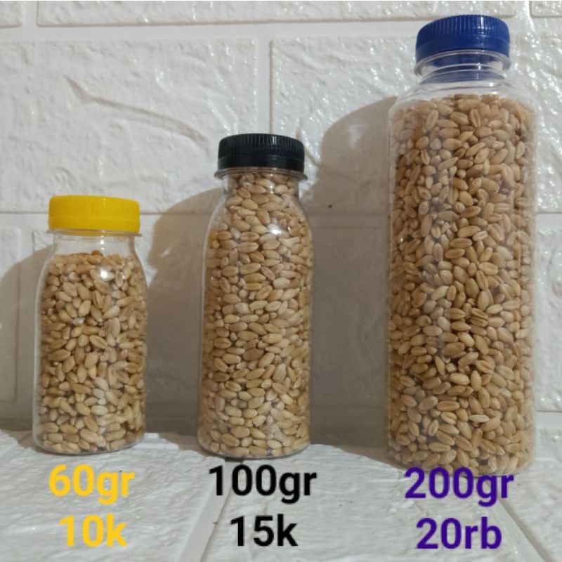 bibit benih biji rumput wheatgrass 100gram
