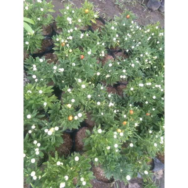 TANAMAN HIAS KRISMIL/TOMAT KRISMIL/TOMAT HIAS bibit tomat hias bibit tomat krismil bibit krismil