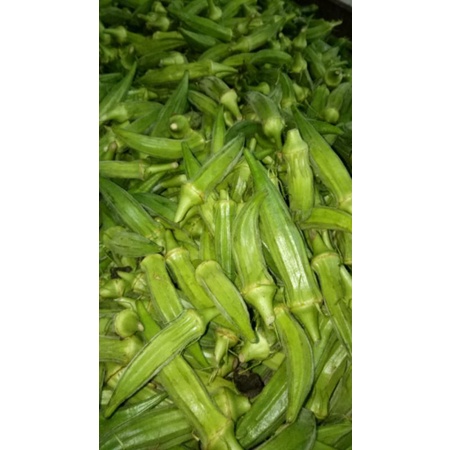 

okra / jetheu / kacang okra