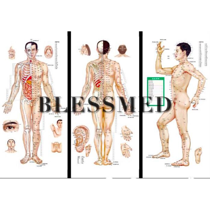 Livro | Gambar/Poster Titik Akupuntur Laki Laki Dan Perempuan ( Set Of 3 ) Kekinian Terlaris