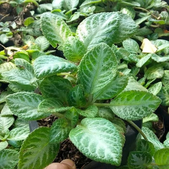 tanamn hias gantung episcia hijau silver