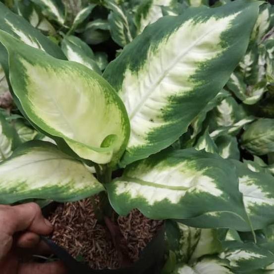 ✰ tanaman hias aglonema tisu ✳