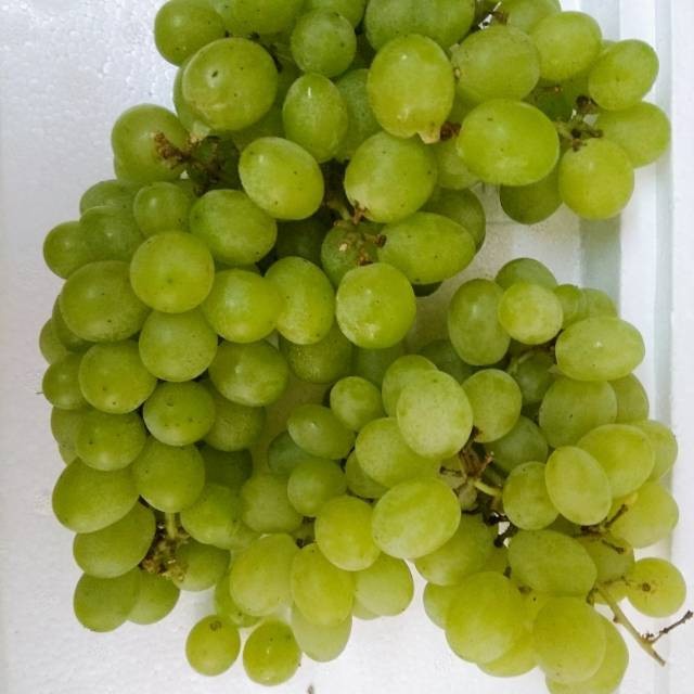 Bibit Anggur Import Thompson Seedless