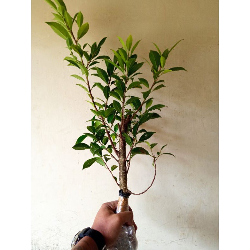 BIBIT BONSAI KIMENG