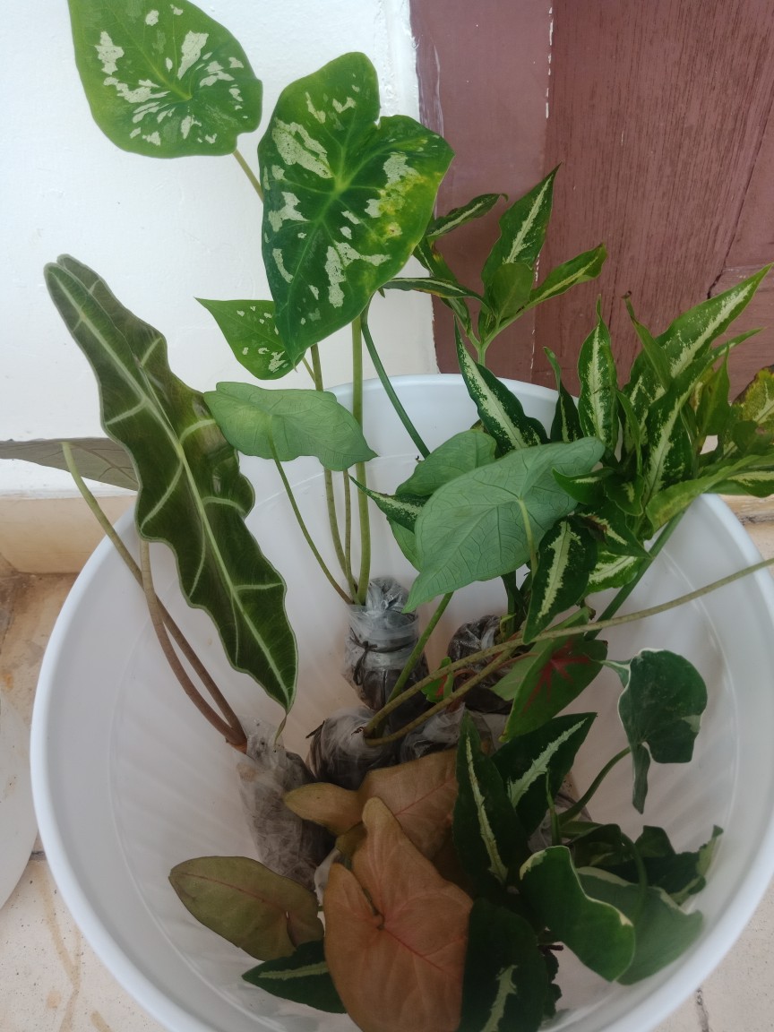 Tanaman Hias Keladi Wedlandi