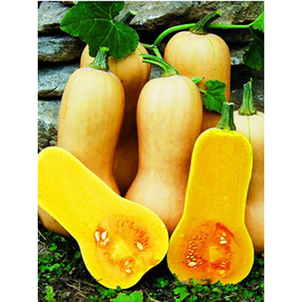 Bibit Benih Biji Labu Madu F1 Butternut Squash - Biji Tanaman Pohon Labu Madu F1 - Labu Madu F1- COD