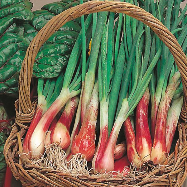 Benih Bibit Biji - Onion (Spring) North Holland Blood Red Herb Seeds - IMPORT