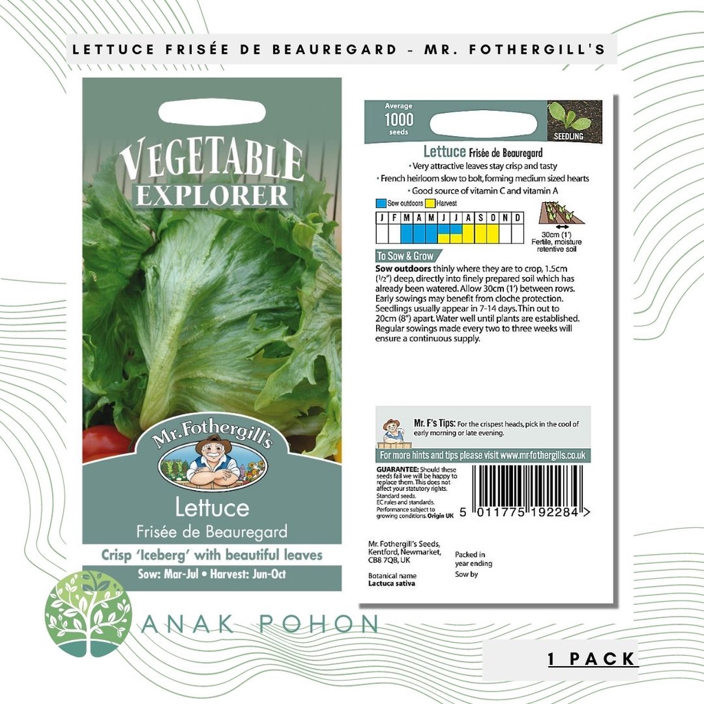 (1 PACK) Benih Lettuce Frisée de Beauregard Seeds - Mr. Fothergill's - 1000 Biji