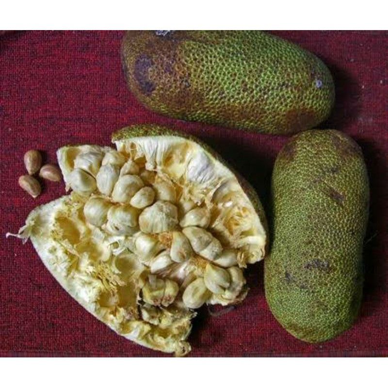 

Buah Cempedak / Tiwadak / Ciwadak / Cimpedak / Size Kecil