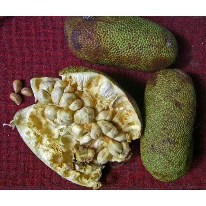 Buah Cempedak / Tiwadak / Ciwadak / Cimpedak / Size Kecil