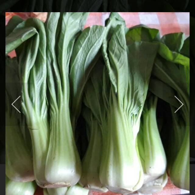 

Pakcoy/pokcay fresh per ikat 100 gr dan 250 gr
