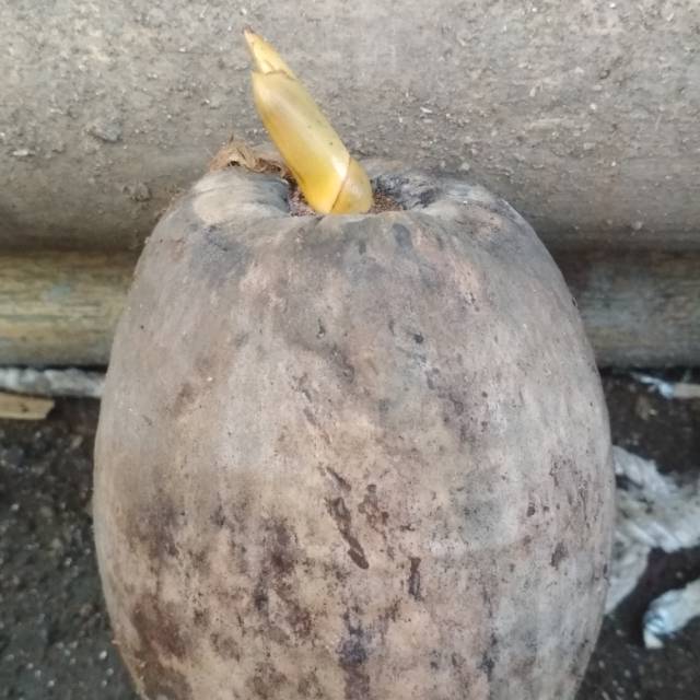 BAHAN BONSAI KELAPA MINION MINI KECIL KERDIL