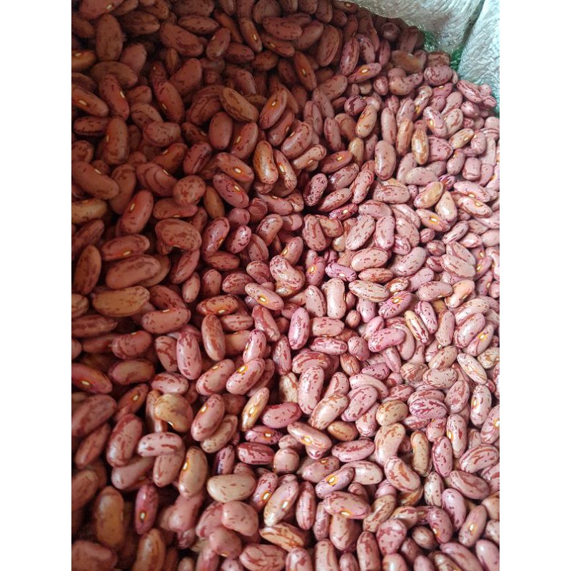 

kacang merah